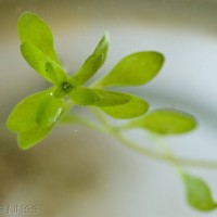 Common Water Starwort
